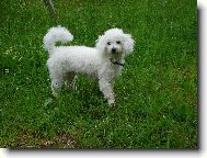 Bichon  poil fris, Bichon Frise