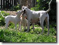 Dogo Argentino
