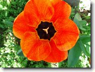 Tulipn