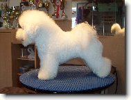 Bichon  poil fris, Bichon Frise