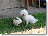 Bichon  poil fris, Bichon Frise