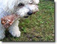 Bichon  poil fris, Bichon Frise