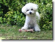 Bichon  poil fris, Bichon Frise