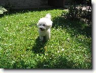 Bichon  poil fris, Bichon Frise