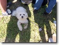 Bichon  poil fris, Bichon Frise