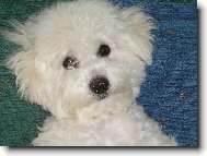 Bichon  poil fris, Bichon Frise