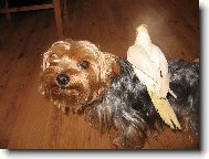 Jorkrsk terier, Yorkshire Terrier,