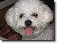 Bichon  poil fris, Bichon Frise
