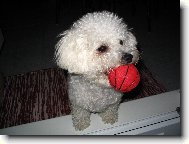 Bichon  poil fris, Bichon Frise