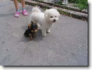 Bichon  poil fris, Bichon Frise