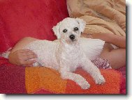 Bichon  poil fris, Bichon Frise