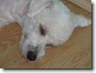 Bichon  poil fris, Bichon Frise