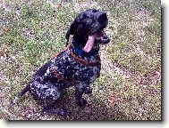 Deutscher Kurzhaariger Vorstehhund