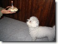 Bichon  poil fris, Bichon Frise