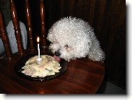 Bichon  poil fris, Bichon Frise