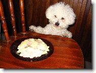 Bichon  poil fris, Bichon Frise
