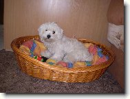 Maltese