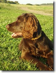 German Spaniel, Deutscher Wachtelhund