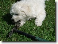 Bichon  poil fris, Bichon Frise