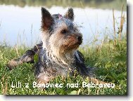 Jorkrsk terier, Yorkshire Terrier,