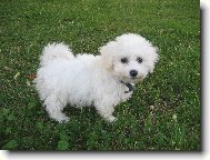 Bichon  poil fris, Bichon Frise