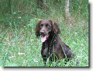 German Spaniel, Deutscher Wachtelhund