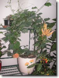 Muenka