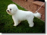 Bichon  poil fris, Bichon Frise