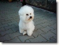 Bichon  poil fris, Bichon Frise