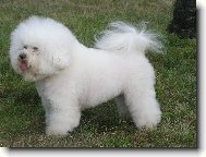 Bichon  poil fris, Bichon Frise