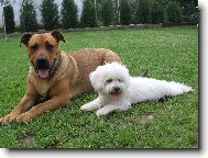 Bichon  poil fris, Bichon Frise