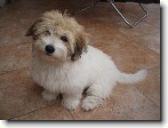 Coton de Tulear