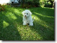 Bichon  poil fris, Bichon Frise