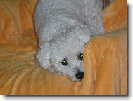 Bichon  poil fris, Bichon Frise