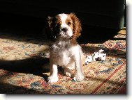 Cavalier King Charles Spaniel