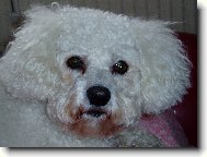 Bichon  poil fris, Bichon Frise