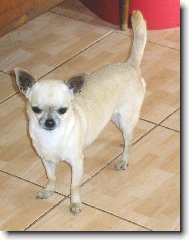 Chihuahua