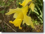 Narcissus