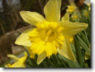 Narcissus