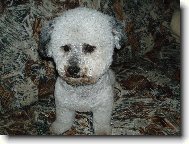 Bichon  poil fris, Bichon Frise