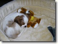 Cavalier King Charles Spaniel