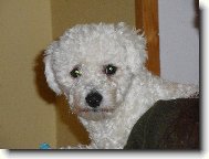 Bichon  poil fris, Bichon Frise