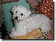 Bichon  poil fris, Bichon Frise