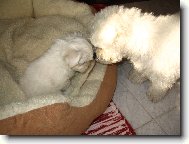 Bichon  poil fris, Bichon Frise
