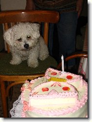 Bichon  poil fris, Bichon Frise
