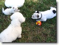 Bichon  poil fris, Bichon Frise