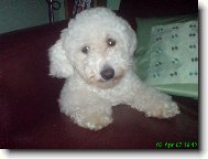 Bichon  poil fris, Bichon Frise