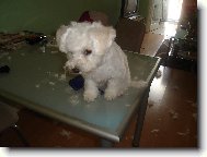 Bichon  poil fris, Bichon Frise