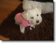 Bichon  poil fris, Bichon Frise