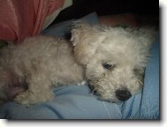 Bichon  poil fris, Bichon Frise